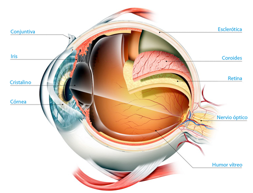 Globo ocular